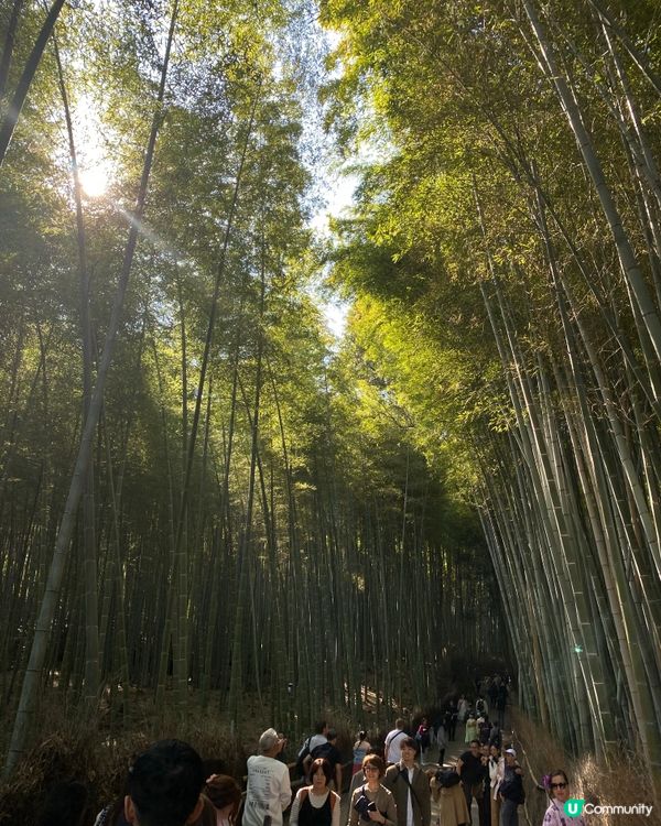 ## 大阪京都紅葉之旅🍂🍁  
## 嵐山天龍寺🍁永觀堂禪林