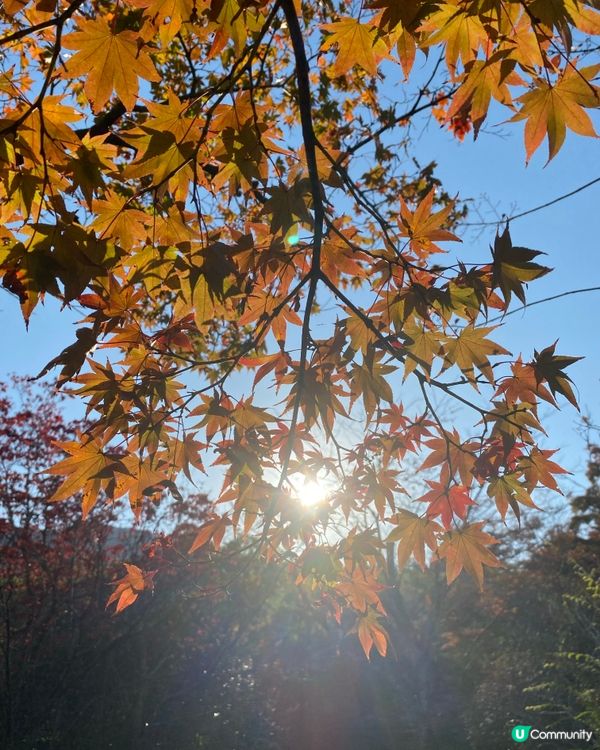 ## 大阪京都紅葉之旅🍂🍁  
## 嵐山天龍寺🍁永觀堂禪林