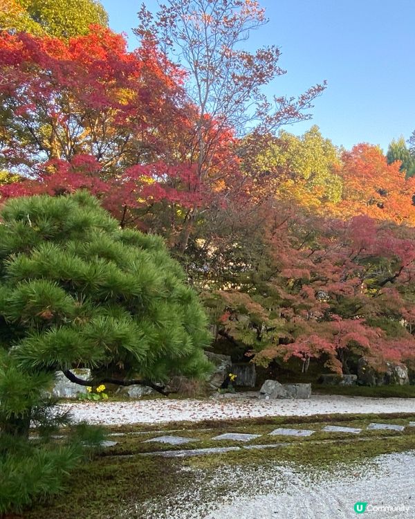 ## 大阪京都紅葉之旅🍂🍁  
## 嵐山天龍寺🍁永觀堂禪林