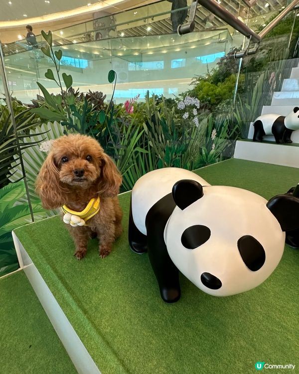 好多熊貓🐼🐼