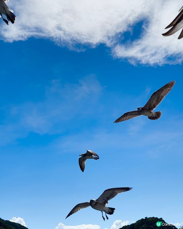 人生必要試一次，俾海鷗呃蝦條🤣