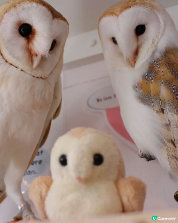 🇯🇵東京貓頭鷹cafe 零距離親近🦉