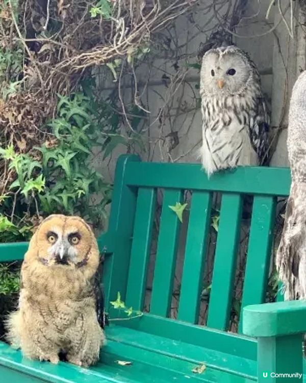 🇯🇵東京貓頭鷹cafe 零距離親近🦉