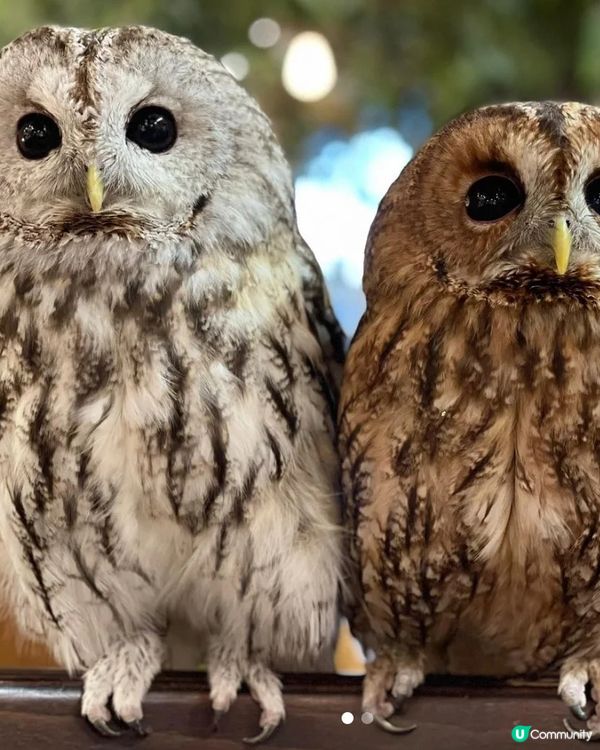 🇯🇵東京貓頭鷹cafe 零距離親近🦉