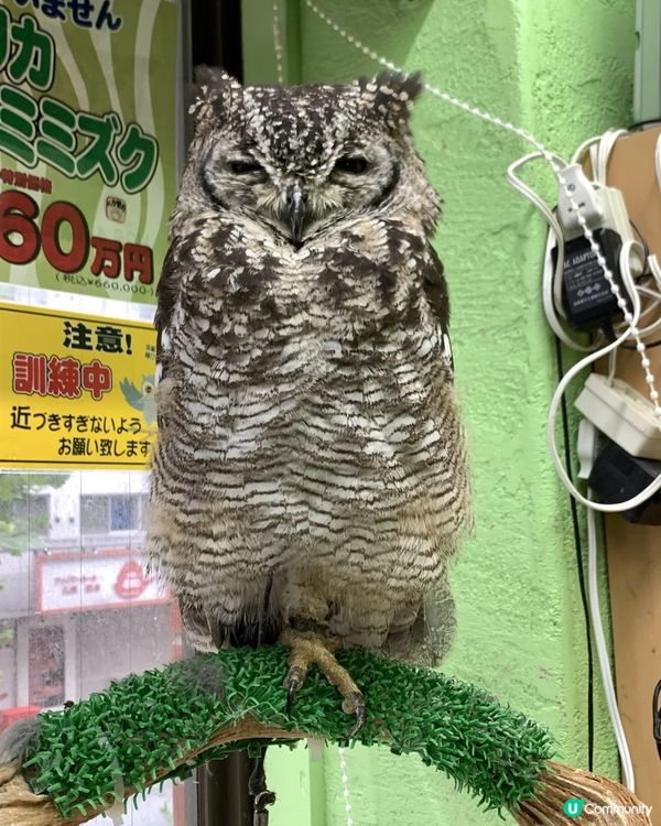 🇯🇵東京貓頭鷹cafe 零距離親近🦉