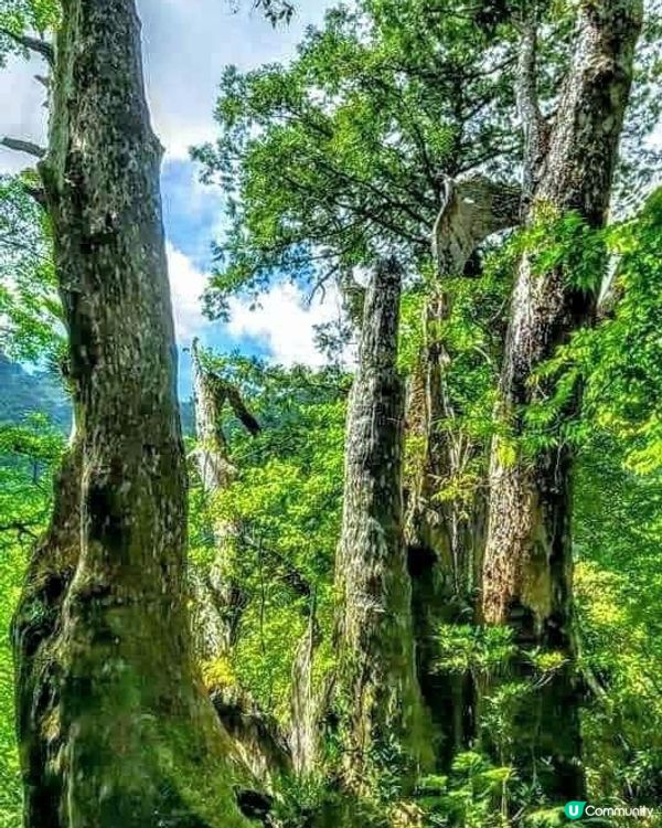 ## 拉拉山🌳🌲，廢木變步道，環保又美觀！