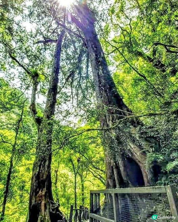 ## 拉拉山🌳🌲，廢木變步道，環保又美觀！
