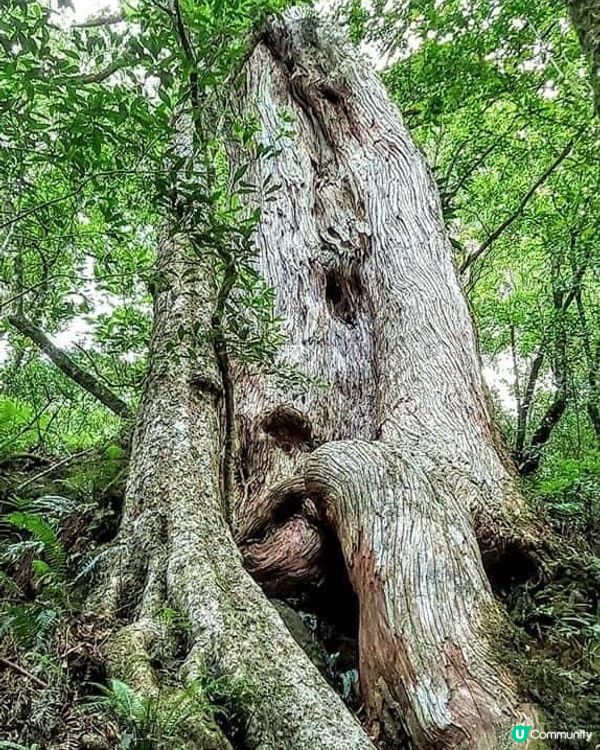 ## 拉拉山🌳🌲，廢木變步道，環保又美觀！