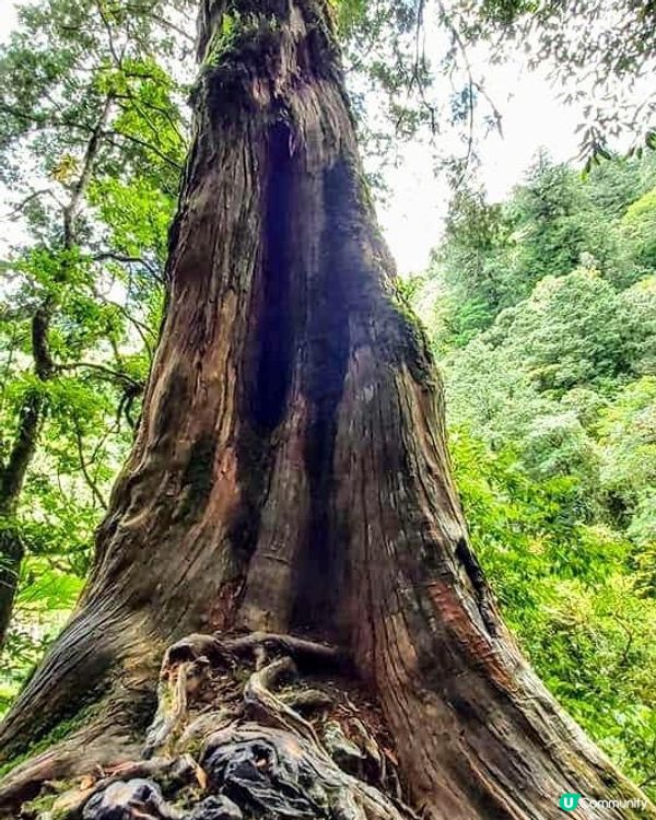 ## 拉拉山🌳🌲，廢木變步道，環保又美觀！