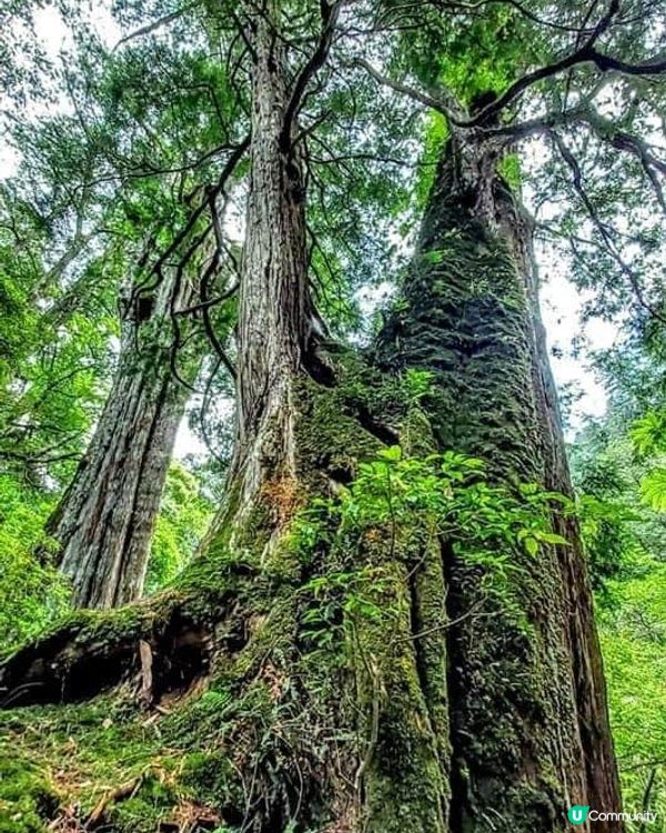 ## 拉拉山🌳🌲，廢木變步道，環保又美觀！