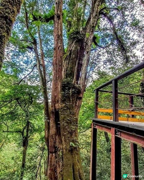 ## 拉拉山🌳🌲，廢木變步道，環保又美觀！