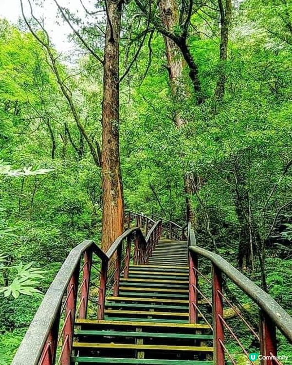 ## 拉拉山🌳🌲，廢木變步道，環保又美觀！