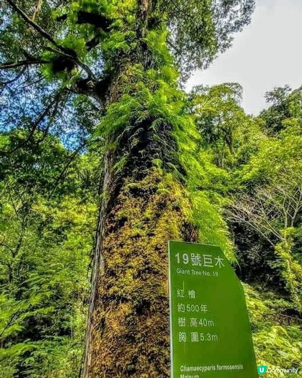 ## 拉拉山🌳🌲，廢木變步道，環保又美觀！