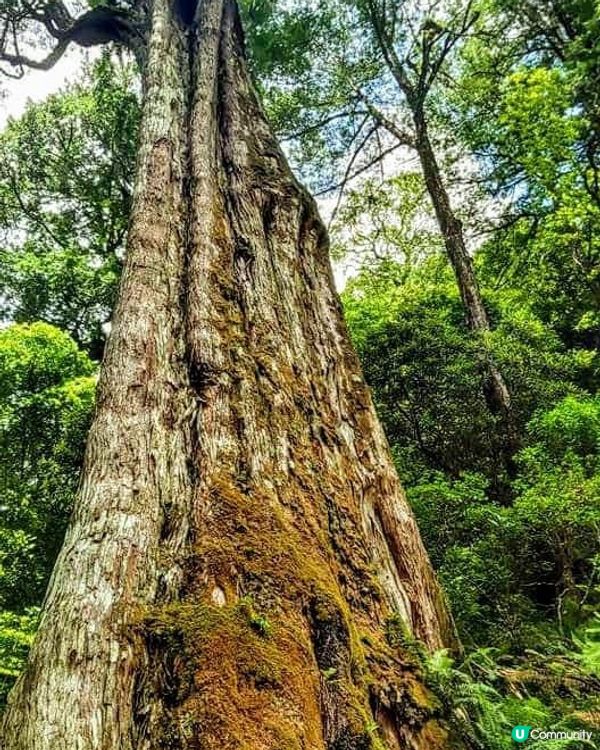 ## 拉拉山🌳🌲，廢木變步道，環保又美觀！
