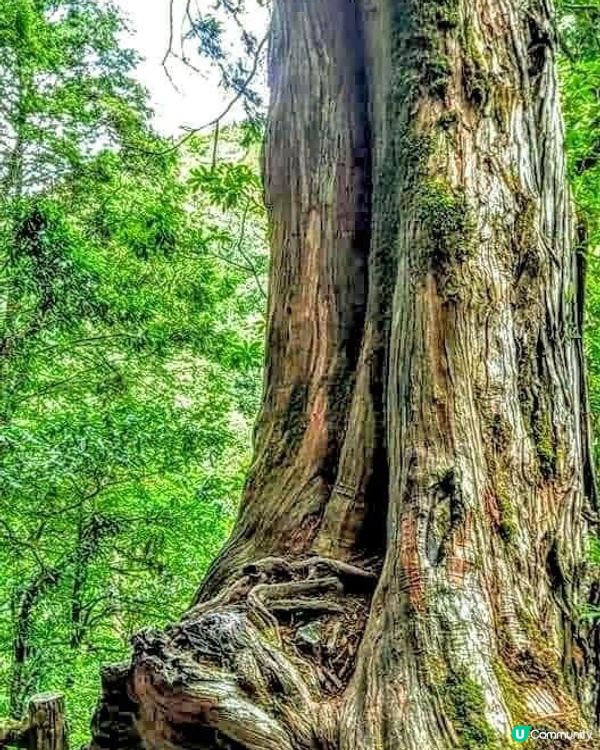 ## 拉拉山🌳🌲，廢木變步道，環保又美觀！