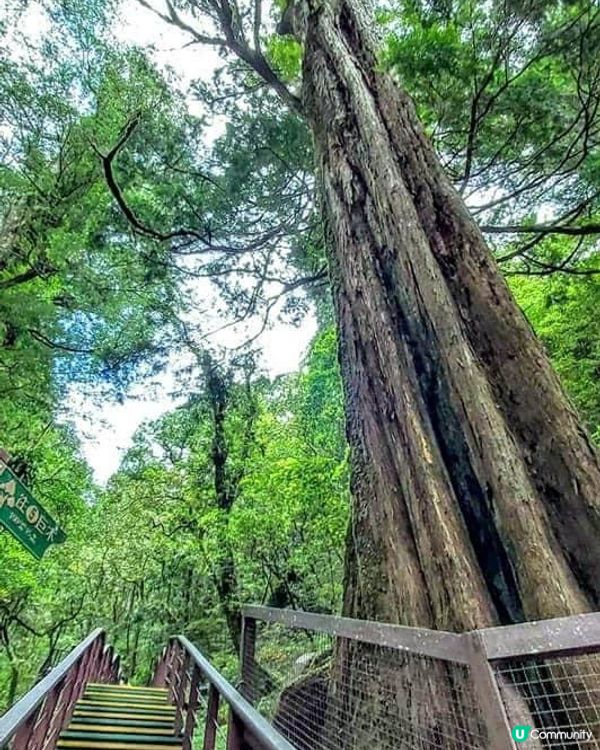 ## 拉拉山🌳🌲，廢木變步道，環保又美觀！