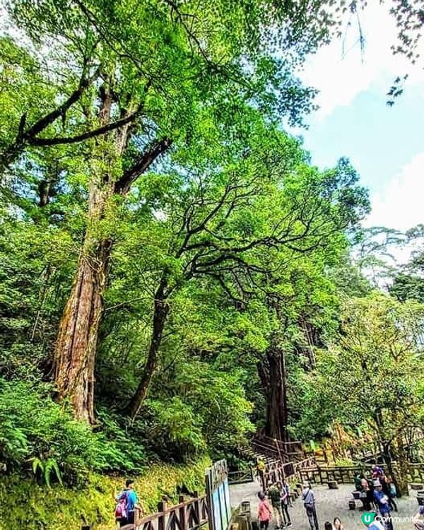 ## 拉拉山🌳🌲，廢木變步道，環保又美觀！