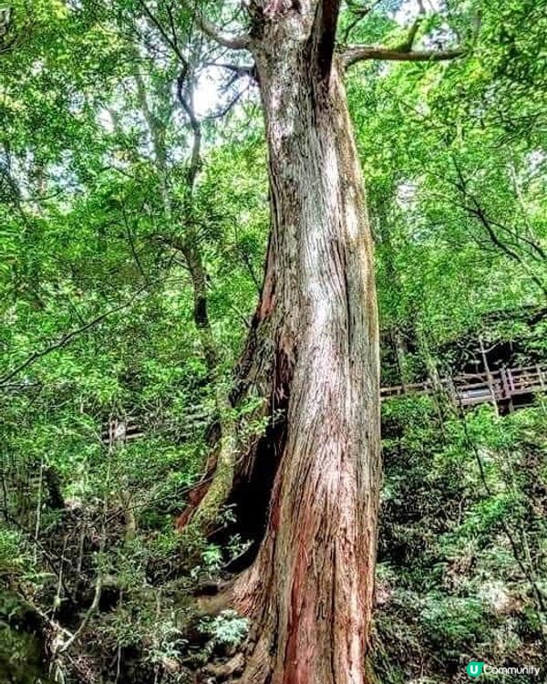 ## 拉拉山🌳🌲，廢木變步道，環保又美觀！