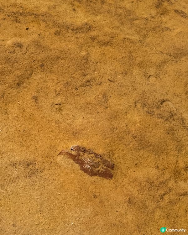 野柳女王頭👑  打卡必去！