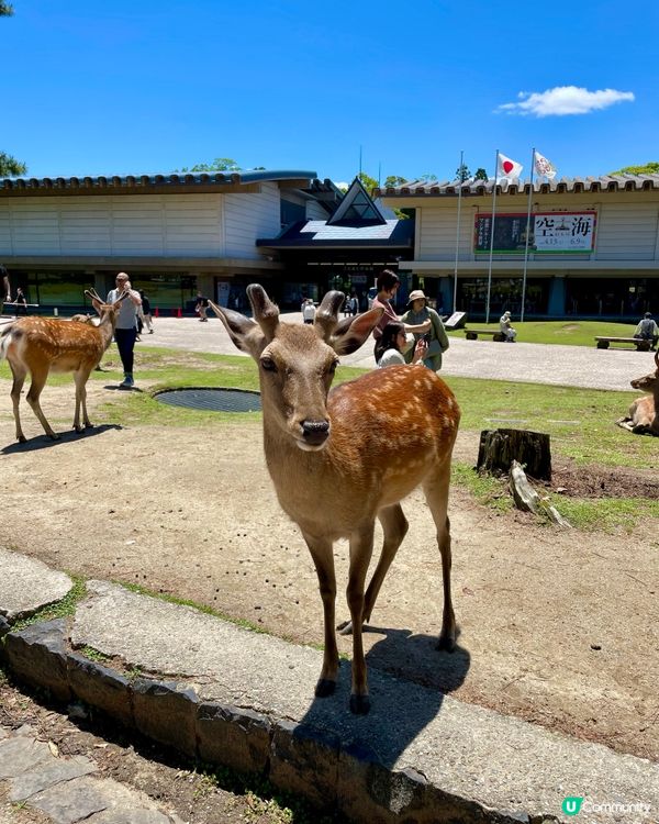 🇯🇵奈良 小鹿🦌🦌🦌