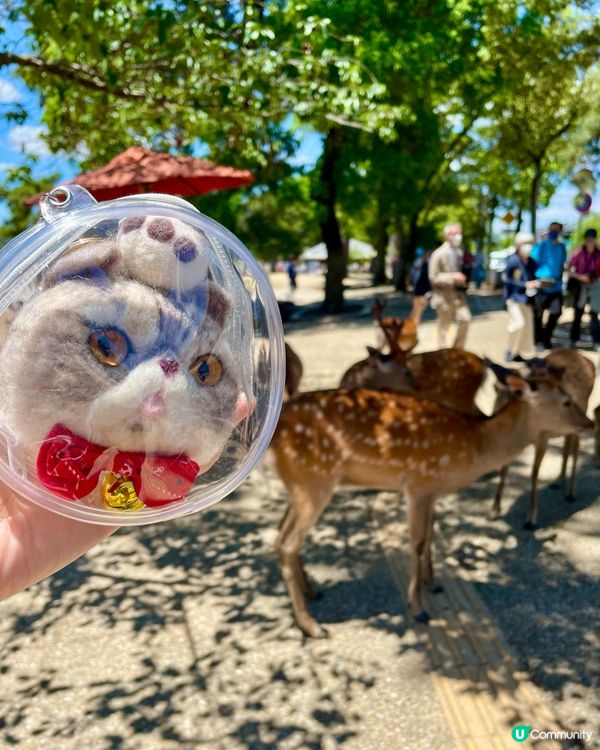 🇯🇵奈良 小鹿🦌🦌🦌