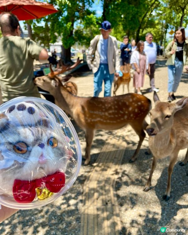 🇯🇵奈良 小鹿🦌🦌🦌