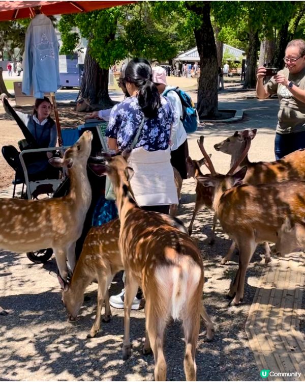 🇯🇵奈良 小鹿🦌🦌🦌