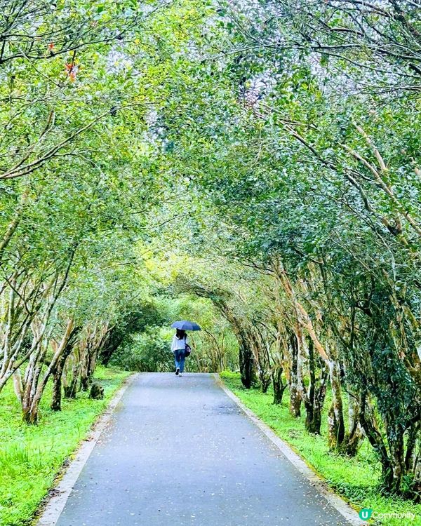 ## 向天湖飄雨別有一番風味🌧️