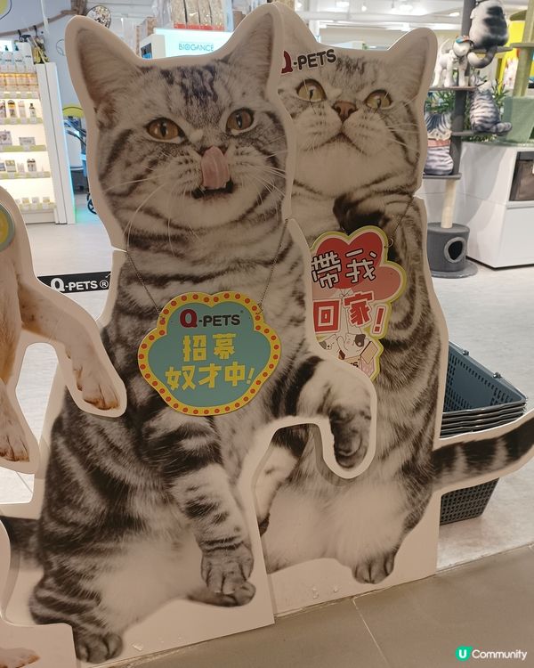 奴才招募中😸