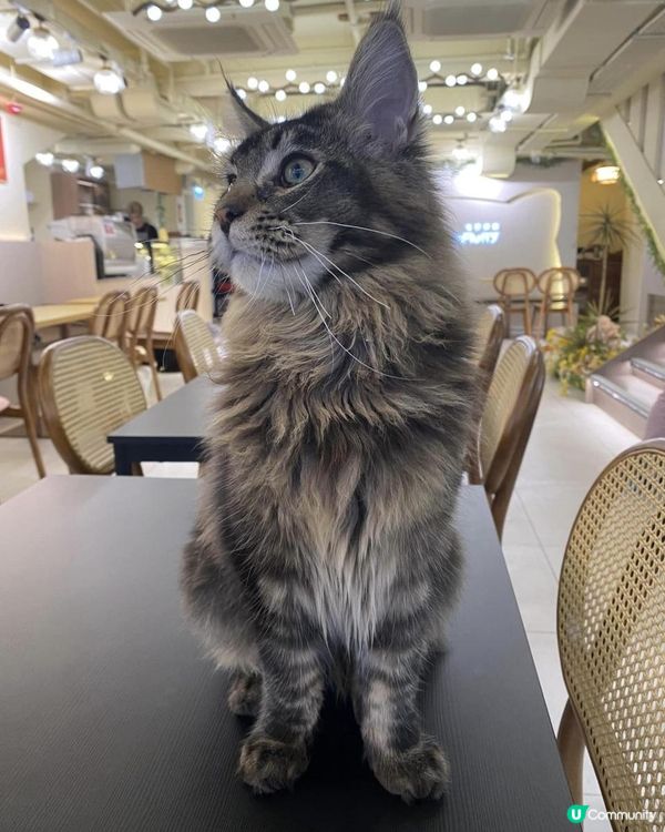 長沙灣Cafe貓店長*- Cafe InFluffy