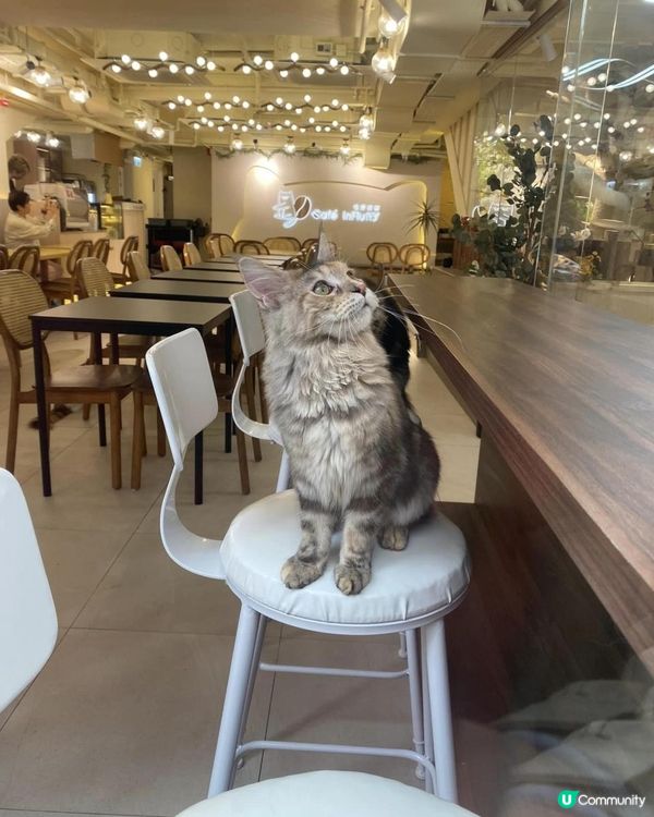 長沙灣Cafe貓店長*- Cafe InFluffy