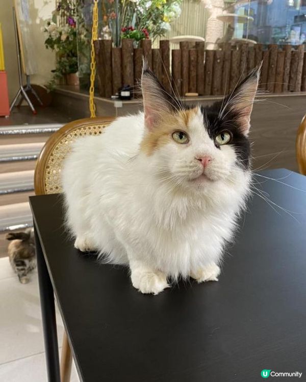 長沙灣Cafe貓店長*- Cafe InFluffy