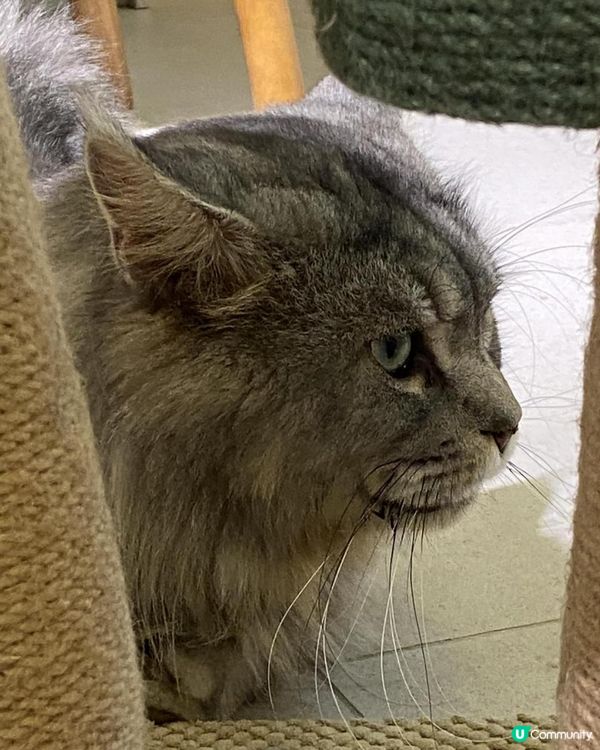 長沙灣Cafe貓店長*- Cafe InFluffy