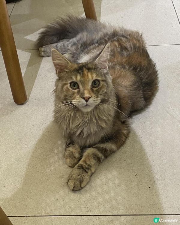 長沙灣Cafe貓店長*- Cafe InFluffy