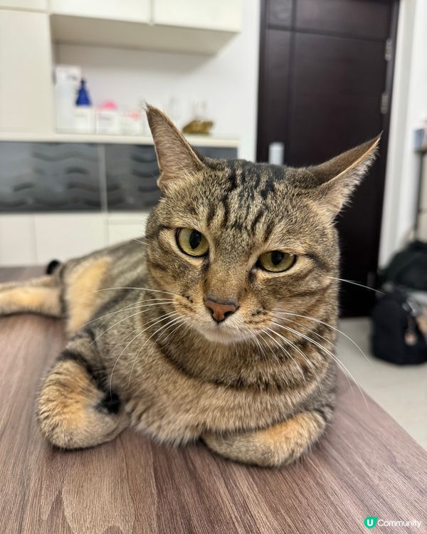 養貓要養虎斑貓