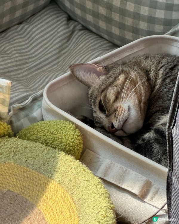 養貓要養虎斑貓