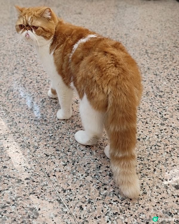 喂呀！唔準偷拍