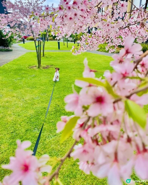 ## 紐西蘭櫻花🌸盛開啦！