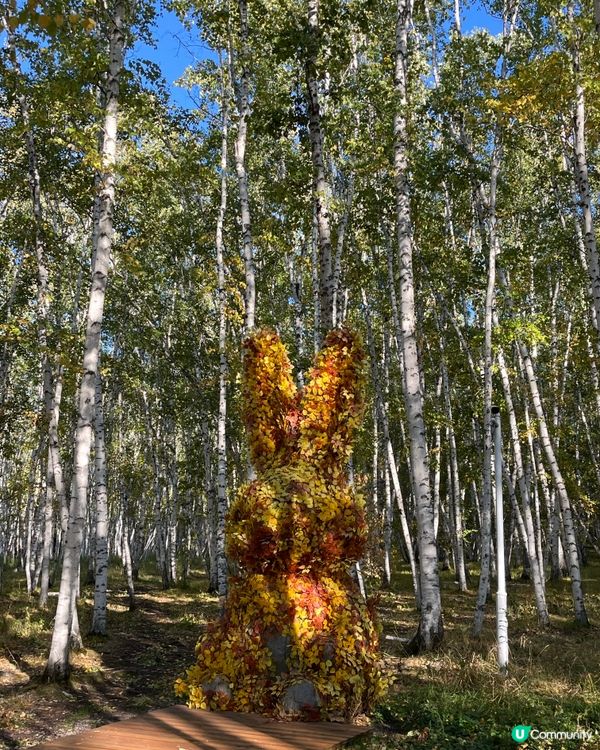 額爾古納白樺林 AAAA 級景區 #chill賞遊世界#好去...