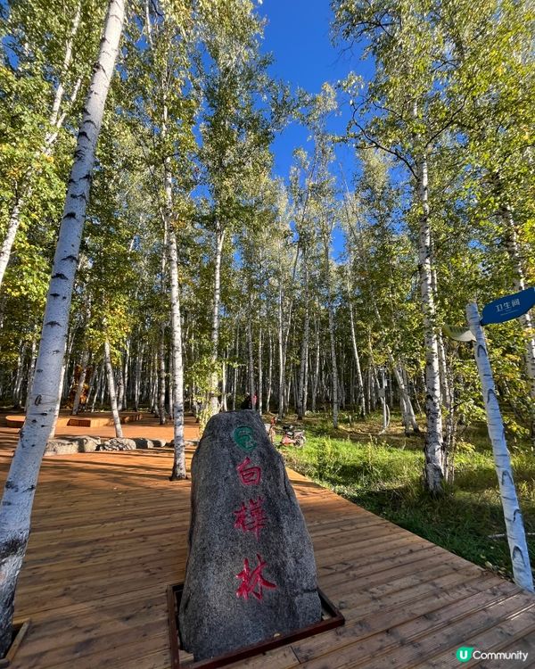 額爾古納白樺林 AAAA 級景區 #chill賞遊世界#好去...
