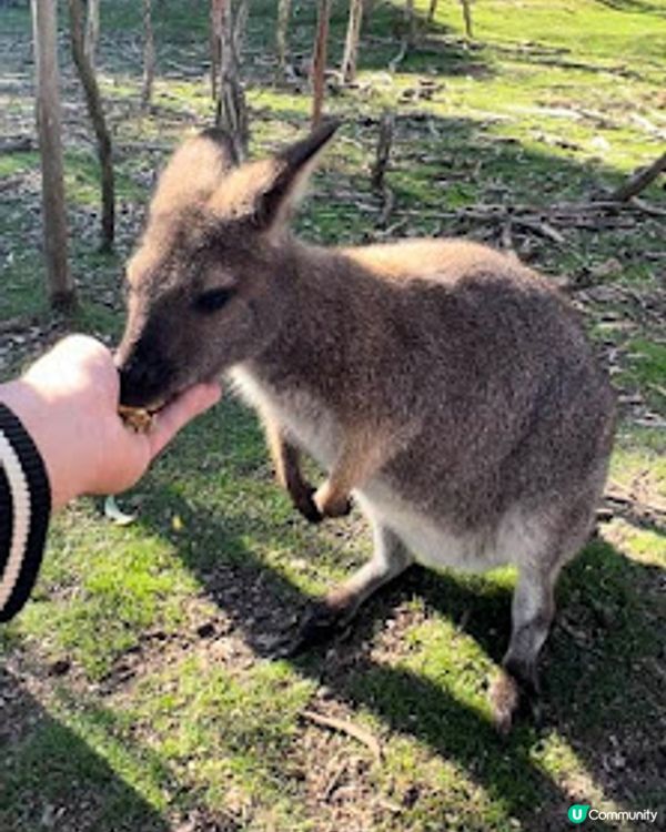 飛越南半球: 澳洲墨爾本之行(1)廉航Scoot體驗、Brighton彩虹之屋+Moonlit Sanctuary+Philip Island 一日遊