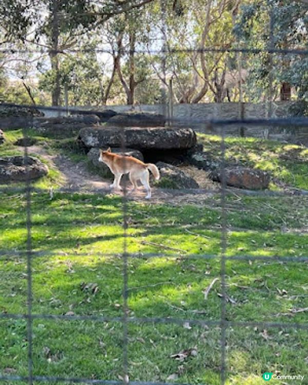 飛越南半球: 澳洲墨爾本之行(1)廉航Scoot體驗、Brighton彩虹之屋+Moonlit Sanctuary+Philip Island 一日遊