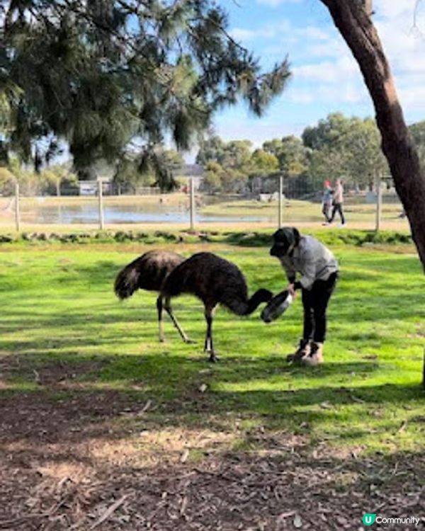 飛越南半球: 澳洲墨爾本之行(1)廉航Scoot體驗、Brighton彩虹之屋+Moonlit Sanctuary+Philip Island 一日遊