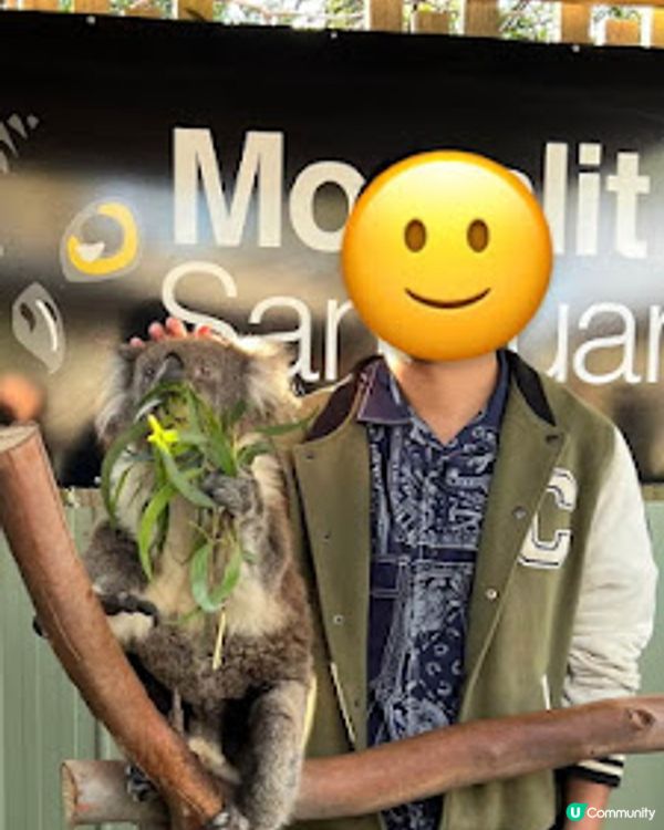 飛越南半球: 澳洲墨爾本之行(1)廉航Scoot體驗、Brighton彩虹之屋+Moonlit Sanctuary+Philip Island 一日遊