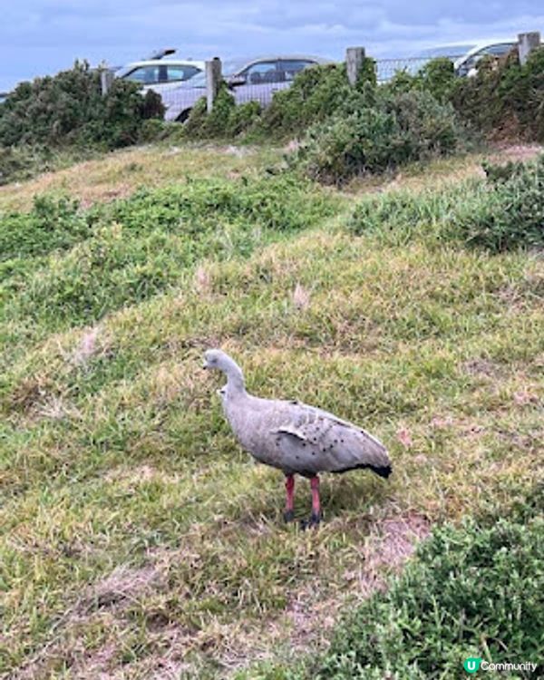 飛越南半球: 澳洲墨爾本之行(1)廉航Scoot體驗、Brighton彩虹之屋+Moonlit Sanctuary+Philip Island 一日遊