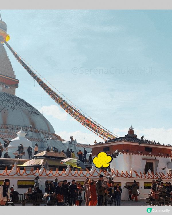 蟲草大王《蟲草19》Covid後遺症K.O.!!!