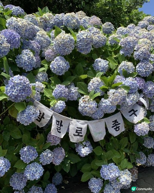 【韓國-濟州】4日3夜(二) Arte Museum|繡球花海大道|傳統巿|美術家紀念館