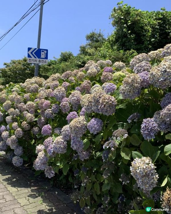 【韓國-濟州】4日3夜(二) Arte Museum|繡球花海大道|傳統巿|美術家紀念館