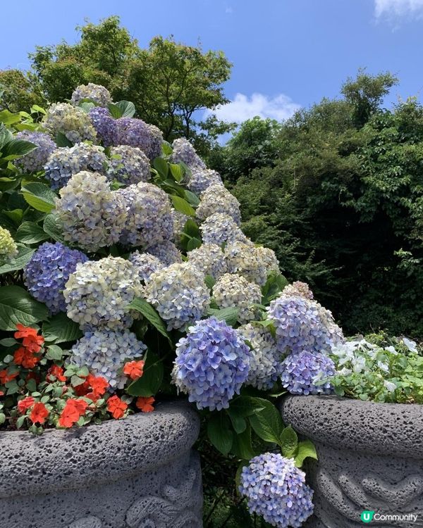 【韓國-濟州】4日3夜(二) Arte Museum|繡球花海大道|傳統巿|美術家紀念館