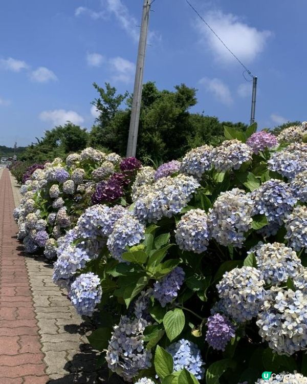 【韓國-濟州】4日3夜(二) Arte Museum|繡球花海大道|傳統巿|美術家紀念館